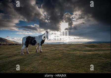 Schwarze Berge Ponys und Blick auf Heu Bluff in die schwarzen Berge, Brecon Beacons Natiopnal Park, Wales, UK Stockfoto