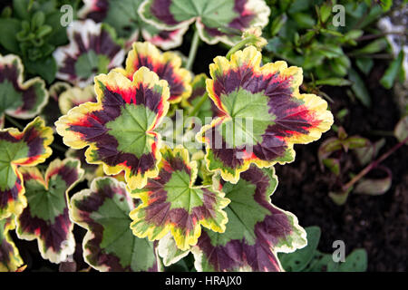 Bunte Geranien, Ryde, Isle Of Wight Stockfoto