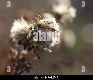 Die flauschige Samenköpfe des Werks Aster Novi-Belgii, wieder von der Sonne beschienen Winter morgens. Stockfoto