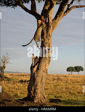 Leopard, Klettern auf den Baum mit abgerufen am Antelope Beute in größere Mara, Kenia Stockfoto