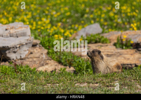 Hoary Murmeltier (Marmota Caligata) auf Tundra im Glacier Nationalpark, MT, USA Stockfoto