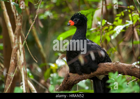 Rot-billed Hokkohühner (Crax Blumenbachii) fotografiert bei Cupido e Hotel Bauernhof in Linhares, Espírito Santo - Südosten von Brasilien. Atlantischer Regenwald Stockfoto