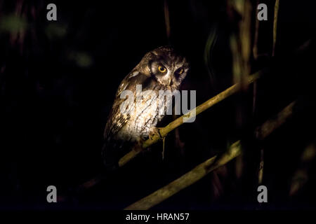 Tropische-Kreischeule (Megascops Choliba), fotografiert im Sooretama, Espírito Santo - Südosten von Brasilien. Atlantischer Regenwald Biom. " Stockfoto