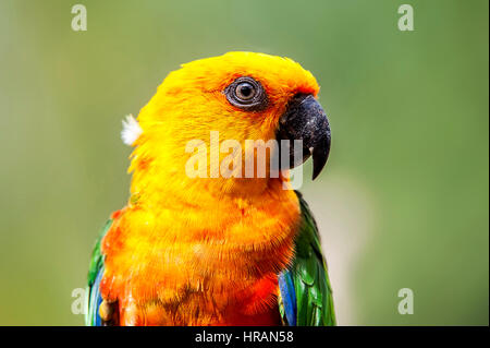 Jandaya-Sittich (Aratinga Jandaya), tritt in Brasilien im östlichen Pará, Roraima, Maranhão, östlich von Rio Grande do Norte, Pernambuco, Piauí, Tocantins ein Stockfoto