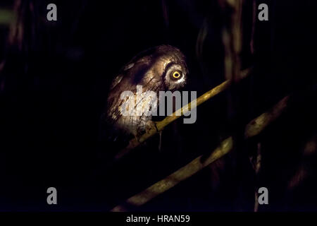 Tropische-Kreischeule (Megascops Choliba), fotografiert im Sooretama, Espírito Santo - Südosten von Brasilien. Atlantischer Regenwald Biom. " Stockfoto