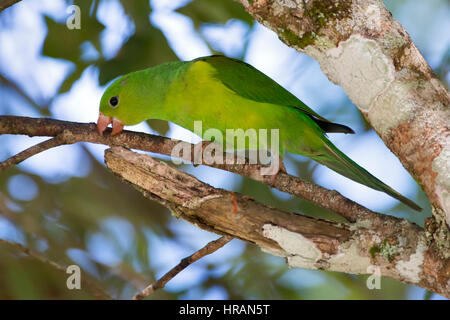 Schlichte Sittich (Brotogeris Tirica) thront auf einem Ast, Sooretana, Espírito Santo, Brasilien. Stockfoto