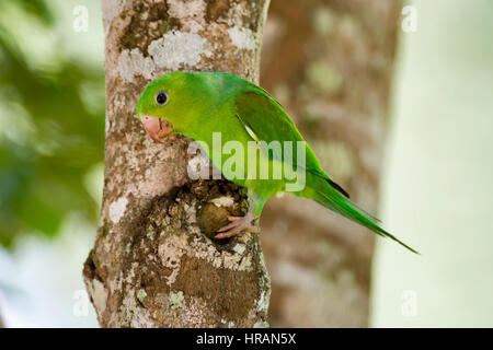 Schlichte Sittich (Brotogeris Tirica) thront auf einem Ast, Sooretana, Espírito Santo, Brasilien. Stockfoto