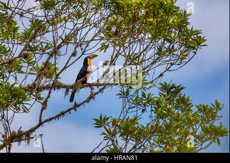 Red-breasted Toucan (Ramphastos Dicolorus), fotografiert in Domingos Martins, Espírito Santo - Südosten von Brasilien. Atlantischer Regenwald Biom. Stockfoto