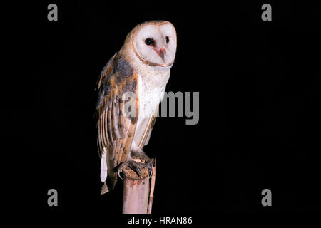 Amerikanische Schleiereule (Tyto Furcata) fotografiert in Linhares, Espírito Santo, Brasilien. Stockfoto