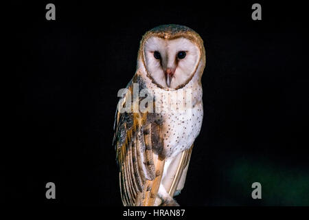 Amerikanische Schleiereule (Tyto Furcata) fotografiert in Linhares, Espírito Santo, Brasilien. Stockfoto