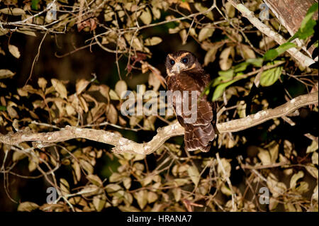Tawny-browed Eule (Pulsatrix Koeniswaldiana), fotografiert im Sooretama, Espírito Santo - Brasilien. Stockfoto