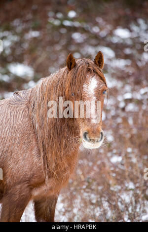 Wilde Welsh Carneddau Pony Braves die eisigen Temperaturen im Norden von Wales als Schnee fällt Frühling Stockfoto