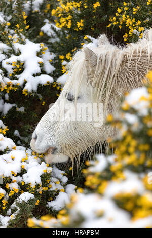 Wilde Welsh Carneddau Pony Braves die eisigen Temperaturen im Norden von Wales als Schnee fällt Frühling Stockfoto