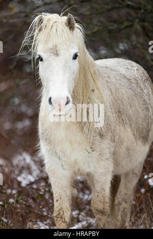 Wilde Welsh Carneddau Pony Braves die eisigen Temperaturen im Norden von Wales als Schnee fällt Frühling Stockfoto