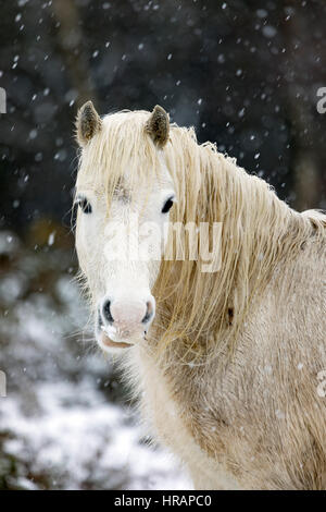 Wilde Welsh Carneddau Pony Braves die eisigen Temperaturen im Norden von Wales als Schnee fällt Frühling Stockfoto