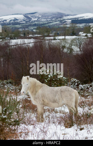 Wilde Welsh Carneddau Pony Braves die eisigen Temperaturen im Norden von Wales als Schnee fällt Frühling Stockfoto