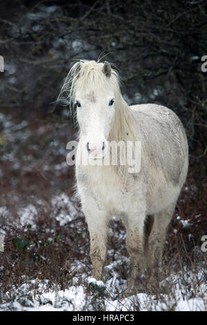 Wilde Welsh Carneddau Pony Braves die eisigen Temperaturen im Norden von Wales als Schnee fällt Frühling Stockfoto