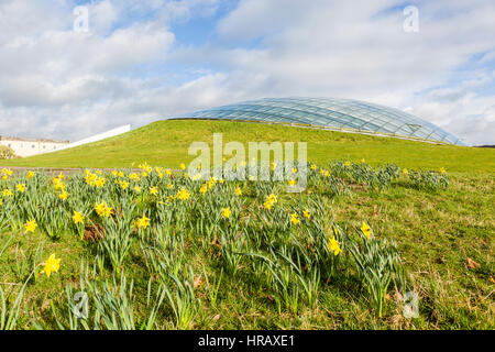 Carmarthen, Wales, UK. 28. Februar 2017. Narzissen sind in voller Blüte an der National Botanical Gardens of Wales in Llartheney, Carmarthenshire. Die Narzisse ist die nationale Blume von Wales und ist das Symbol für St. Davids-Tag, der am 1. März ist. Bildnachweis: Philip Jones/Alamy Live-Nachrichten Stockfoto