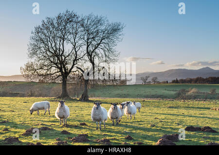 Schafe im Feld bei Sonnenuntergang, Kippen, Stirling, Scotland, UK Stockfoto