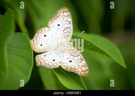 Asuncion, Paraguay. Februar 2017. Ein weißer Pfauenschmetterling (Anartia jatrophae) sitzt auf einem grünen Blatt und wird am sonnigen Nachmittag in Asuncion, Paraguay, gesehen. Quelle: Andre M. Chang/Alamy Live News Stockfoto