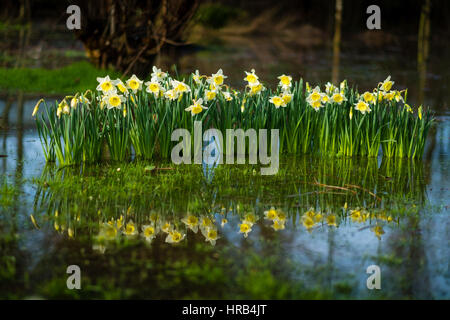 Aberystwyth, Wales, UK. 1. März 2017. UK Wetter: Leuchtend gelbe und weiße Narzissen, das Staatswappen von Wales brach in voller Blüte und spiegelt sich in einer Lache des Wassers auf einem überschwemmten Feld in Aberystwyth am 1. März, St Davids (Tag der nationalen Heiligen für Wales) mehr winterlichen, kaltes Wetter, mit starken Winden und dem Risiko der Schnee an Orten, die Day of the Credit prognostiziert wird : Live-Nachrichten Keith Morris/Alamy Stockfoto