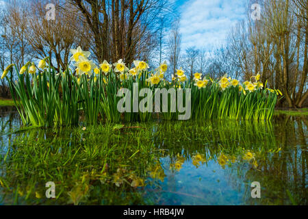 Aberystwyth, Wales, UK. 1. März 2017. UK Wetter: Leuchtend gelbe und weiße Narzissen, das Staatswappen von Wales brach in voller Blüte und spiegelt sich in einer Lache des Wassers auf einem überschwemmten Feld in Aberystwyth am 1. März, St Davids (Tag der nationalen Heiligen für Wales) mehr winterlichen, kaltes Wetter, mit starken Winden und dem Risiko der Schnee an Orten, die Day of the Credit prognostiziert wird : Live-Nachrichten Keith Morris/Alamy Stockfoto