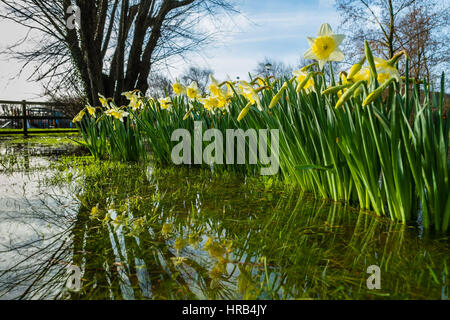 Aberystwyth, Wales, UK. 1. März 2017. UK Wetter: Leuchtend gelbe und weiße Narzissen, das Staatswappen von Wales brach in voller Blüte und spiegelt sich in einer Lache des Wassers auf einem überschwemmten Feld in Aberystwyth am 1. März, St Davids (Tag der nationalen Heiligen für Wales) mehr winterlichen, kaltes Wetter, mit starken Winden und dem Risiko der Schnee an Orten, die Day of the Credit prognostiziert wird : Live-Nachrichten Keith Morris/Alamy Stockfoto