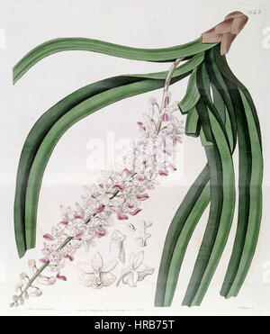 Rhynchostylis Retusa (als Sarcanthus Guttatus) - Edwards Vol 17 pl 1443 (1831) Stockfoto