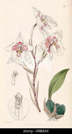 Rhynchostele Cervantesii (als Odontoglossum Membranaceum) - Edwards Vol 32 (NS 9) pl 34 (1846) Stockfoto