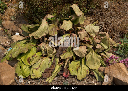 Groß gegründet Bergenie Cordifolia sterben nach der Blüte - die Ursache ist nicht Todesdatum, Berkshire Stockfoto