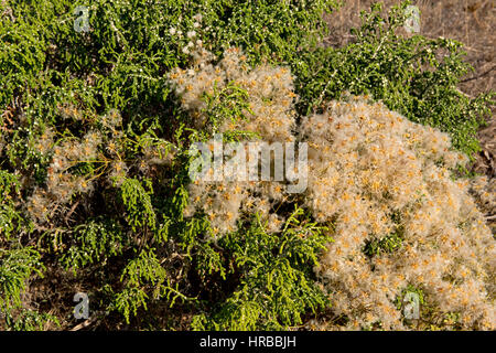 Traveller es Freude, Clematis Vitalba, mit haarigen Seedheads auf niedrig wachsende Sträucher an der Mittelmeerküste Stockfoto