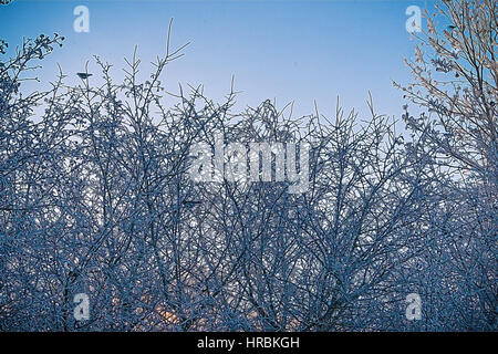 Vögel sitzen auf einem Baum im Winter. Stockfoto