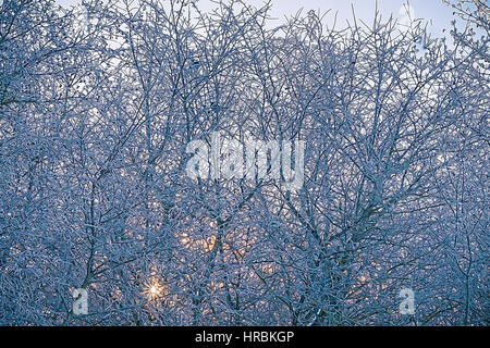 Vögel sitzen auf einem Baum im Winter. Stockfoto