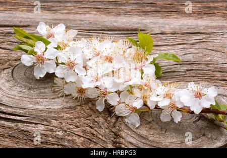 Frühlingsblumen blühen auf hölzernen Hintergrund Aprikose Stockfoto