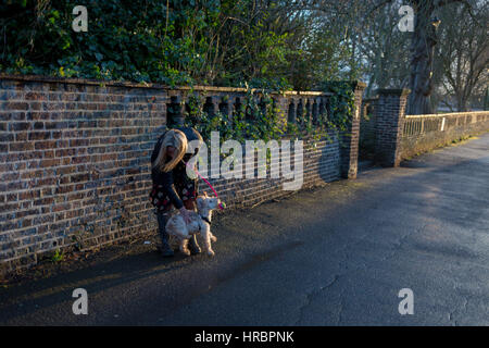 Eine Dogwalker kämpft um eine erregbare Cockapoo Welpen am 28. Februar 2017, Ruskin Park, London Borough of Lambeth, England zu steuern. Ein Cockapoo ist ein Mischlingshund, das ist die Kreuzung zwischen entweder Cocker Spaniel und Pudel - ein Mischling, der vor kurzem in Großbritannien sehr beliebt geworden ist. Stockfoto