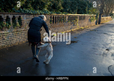 Eine Dogwalker kämpft um eine erregbare Cockapoo Welpen am 28. Februar 2017, Ruskin Park, London Borough of Lambeth, England zu steuern. Ein Cockapoo ist ein Mischlingshund, das ist die Kreuzung zwischen entweder Cocker Spaniel und Pudel - ein Mischling, der vor kurzem in Großbritannien sehr beliebt geworden ist. Stockfoto