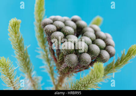 einzelne Stängel viele Runden Blütenköpfchen, Brunia Albiflora Stillleben blau Hintergrund - Stärke und reichlich Jane Ann Butler Fotografie JABP1847 Stockfoto