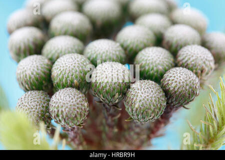 einzigen Stamm viele Runden Blütenköpfchen, Nahaufnahme Brunia Albiflora-Stillleben - Stärke und reichlich Jane Ann Butler Fotografie JABP1848 Stockfoto