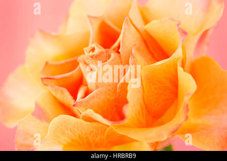 schöne orange Rose auf rosa Stillleben - Konzept alternde Jane Ann Butler Fotografie JABP1842 Stockfoto