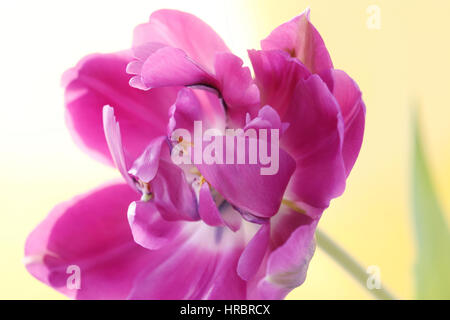 aufstrebenden lila Papagei Tulpe Stamm Stillleben Jane Ann Butler Fotografie JABP1838 Stockfoto