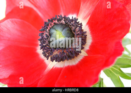 Still-Leben hautnah einzelne rote Anemone Blüte auf weißen - frisch und zeitgemäß Jane Ann Butler Fotografie JABP1836 Stockfoto