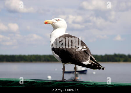 Seagull Castine Hafen Maine New England USA Stockfoto