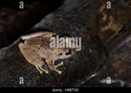 Ein Carabaya Regen Frosch (Pristimantis Ockendeni) im Amazonas-Regenwald in der Nacht in Loreto, Peru Stockfoto