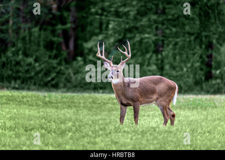 Large White-tailed Buck in einem Feld des Cades Cove Abschnitt der Great Smoky Mountains National Park. Menge kopieren Platz in out-of-focus Hintergrund. Stockfoto