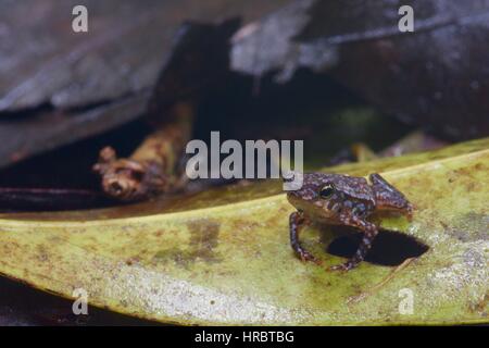 Ein Metamorph südamerikanischen gemeinsamen Kröte (Schädlingsbekämpfer Margaritifera) im Amazonas-Regenwald in Loreto, Peru Stockfoto
