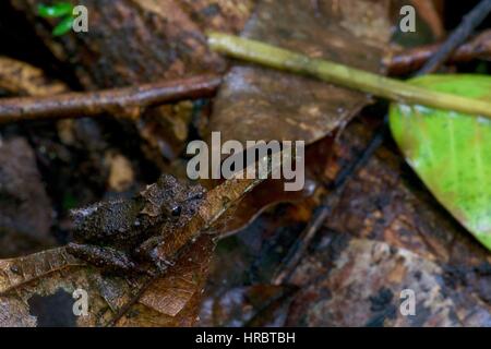 Ein Orange-Kreuz-Regen Frosch (Pristimantis Croceoinguinis) in den Amazonas Regenwald Laubstreu in Loreto, Peru Stockfoto