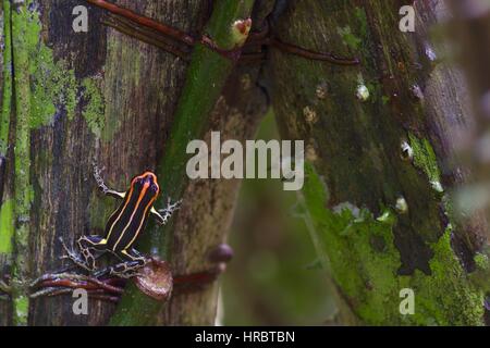 Ein Uakari Poison Frog (Ranitomeya Uakarii) im Amazonas-Regenwald in Loreto, Peru Stockfoto