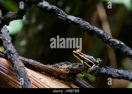 Ein Uakari Poison Frog (Ranitomeya Uakarii) im Amazonas-Regenwald in Loreto, Peru Stockfoto