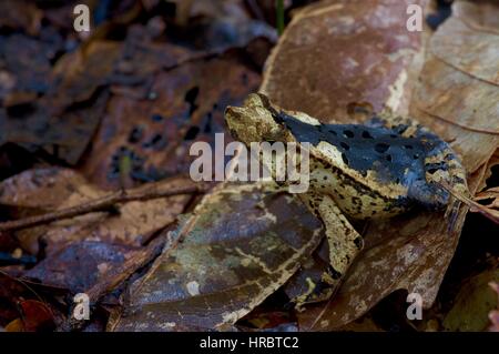 Eine südamerikanische gemeinsame Kröte (Schädlingsbekämpfer Margaritifera) im Amazonas-Regenwald in Loreto, Peru Stockfoto