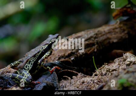 Ein Harlekin-Kröte (Atelopus Spumarius) im Amazonas-Regenwald in Loreto, Peru Stockfoto